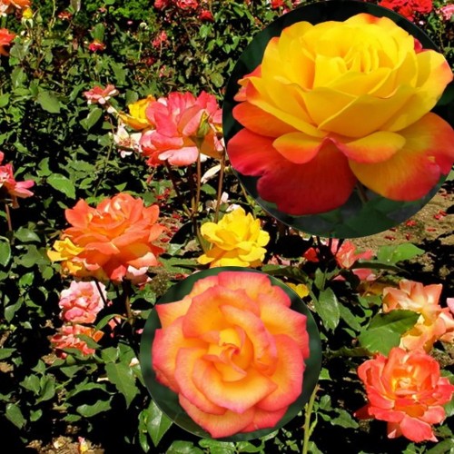 Rosa 'Samba' - Roos 'Samba' C4/4L